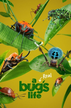 A Real Bug's Life