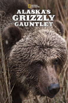 Alaska's Grizzly Gauntlet