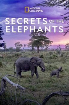 Secrets of the Elephants