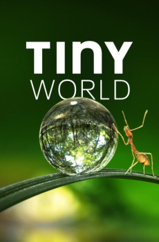 Tiny World